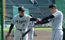【悲報】金本「大山はデブになってる」