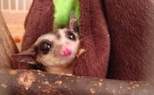 【画像】モモンガ飼ってるから見てくれ