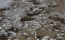 【悲報】イワシ、海が寒すぎて死亡