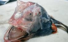 とんでもない化物釣り上げたｗｗｗｗｗｗｗｗｗｗｗ