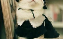 お前らが最高と思う猫画像を見せてクレメンス
