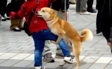 TVに可愛い子が映ると衝動的に腰ふってまうんだけど病気か？