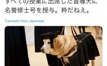 【悲報】お前ら、犬より低学歴になる