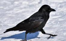 【悲報】イッヌ、カラスよりも頭が悪かった