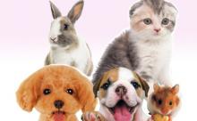 【画像なし】(ヽ´ん｀)「こいつかわいいんだぜ」←飼ってそうなペット
