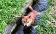【悲報】イッヌ、流される