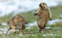 【画像】ネズミさん、オオカミが真横に居たのに気づいて飛び上がる 	