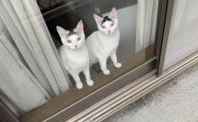 【画像】ネッコ、ワイがベランダに出ると見守ってくるｗｗｗｗｗｗｗｗｗｗｗｗ