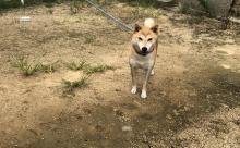 【画像】合成っぽイーヌ、発見されるｗｗｗｗｗｗｗｗｗｗｗｗｗ