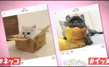 【朗報】若者言葉に「イッヌ」「ネッコ」が登場してバズるｗｗｗｗｗｗ