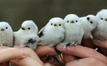 【画像】この鳥を素手で殺せるJ民、いないｗｗｗｗｗｗｗｗｗｗｗｗｗｗｗ