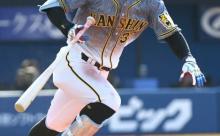 虎の仕事人・糸原健斗が絶好調　打率４割で早くも４回目の猛打賞.400  1本  8打点