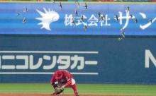 カープDeNA戦に『鳥の群れ』襲来！横浜スタジアム上空を旋回し試合中断！小園襲われバード喜ぶwwwww