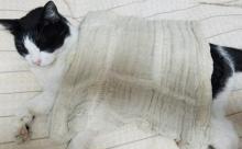 寒そうだから猫にタオルかけてやった