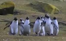 【悲報】ペンギンの群れ、蝶々すらまともに捕まえられない