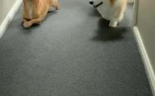 【動画】彡(^)(^)「おっ、なんか足短いやつおるやん！」