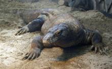 大きさが10倍になったらヤバい生き物