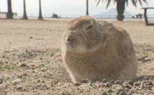 広島県『ウサギ島事件』男に懲役1年、執行猶予3年の判決