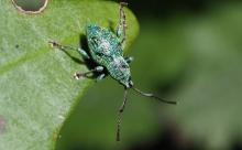 【害虫】ガチで危険なゾウムシ最強ランキングトップ10が発表される……