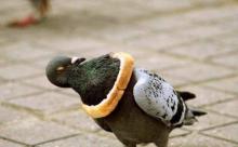 (ヽ´ん`)「鳩にパンの耳のネックレスつけてあげてる」