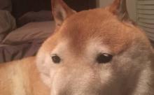可愛い犬種で打線組んだ
