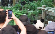 白浜町長「パンダいないから、台湾に代わりの動物頼んだら日本にいるのしかおらん