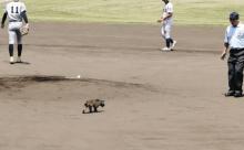 アライグマさん、甲子園予選に飛び入り参加してしまうwwww